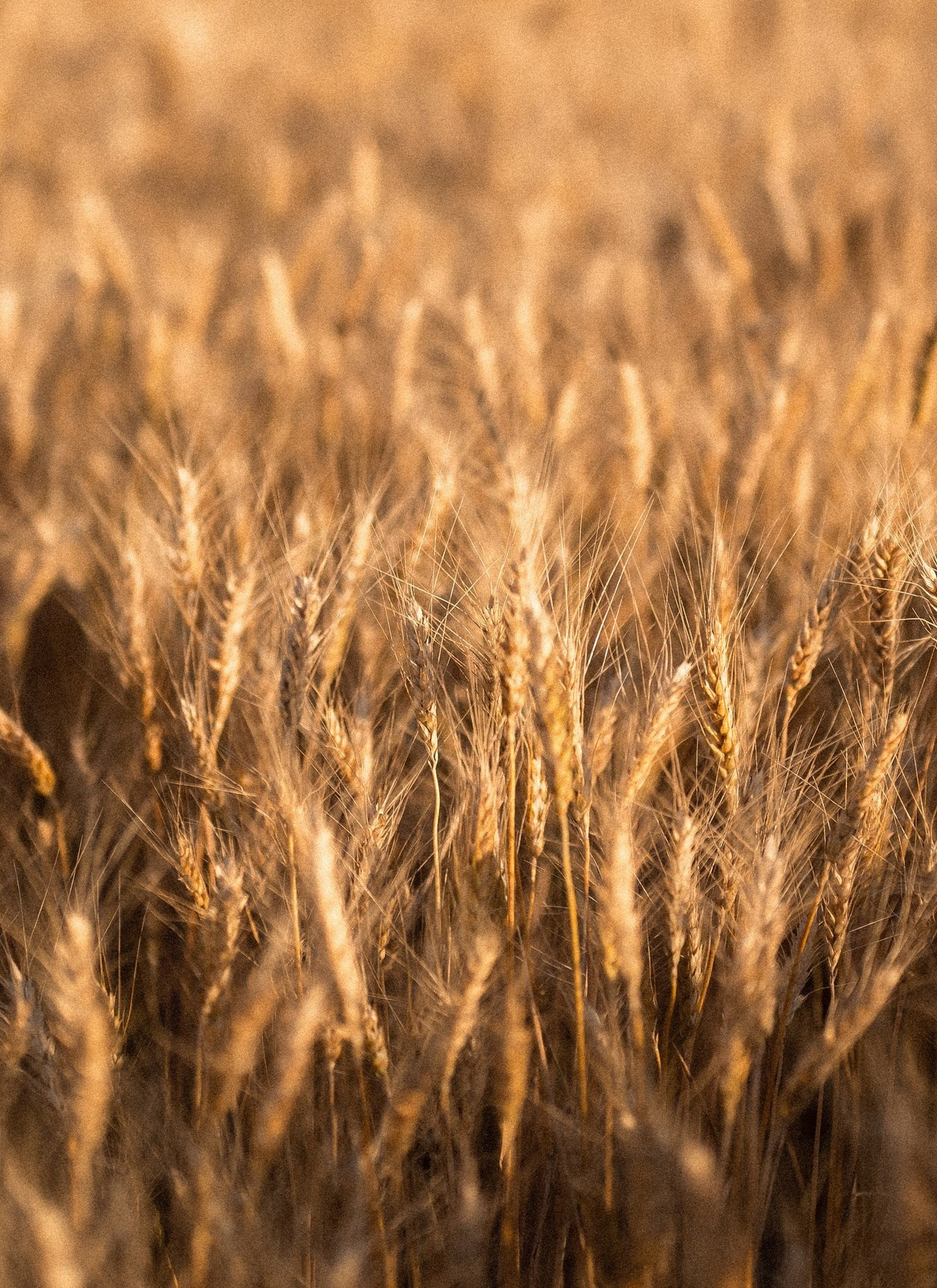 Отзывы. Фотограф Исламова Лилия, Смоленск