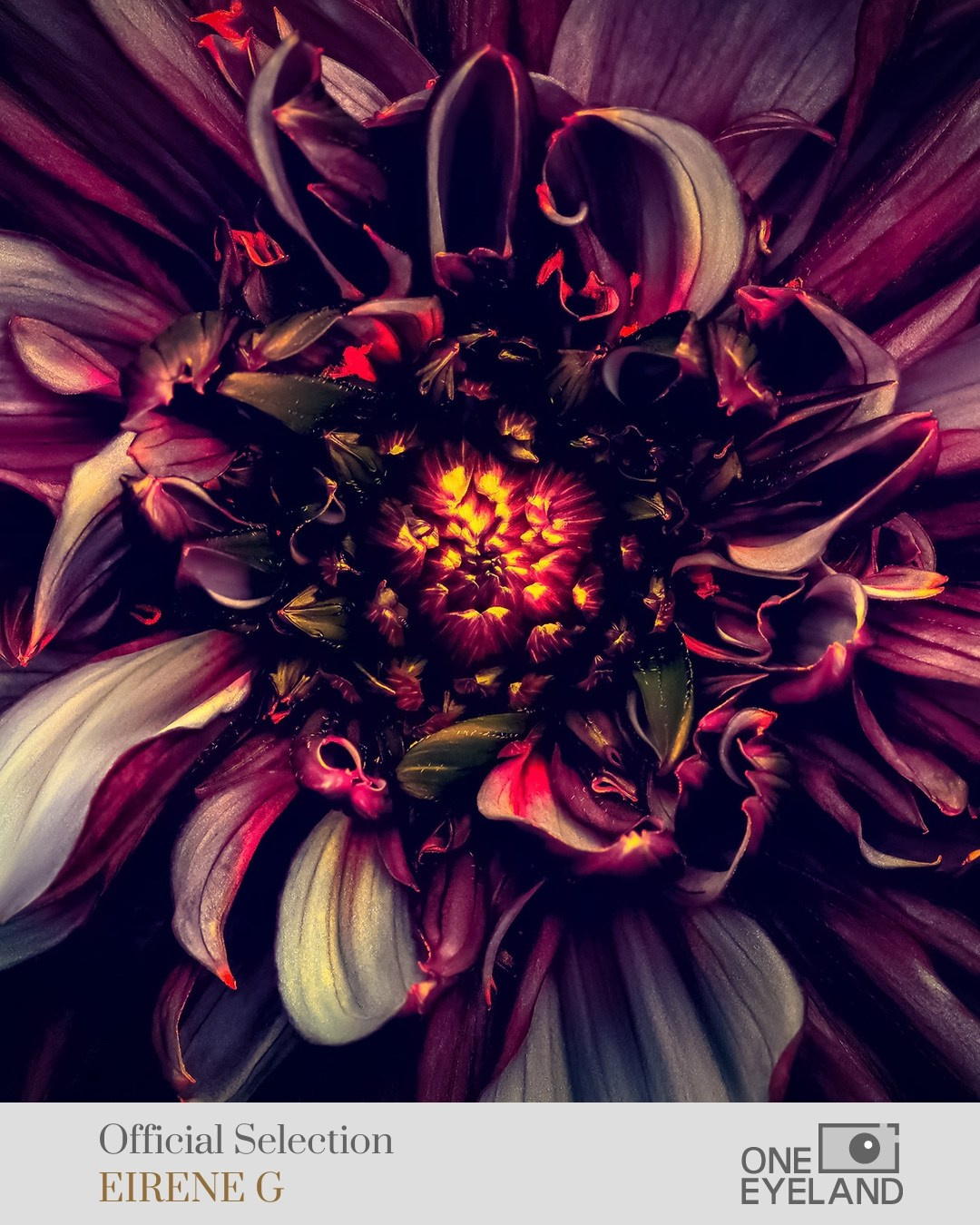ONEEYELAND GALLERY. Eirene G |  Photoartist | Flowers from my garden