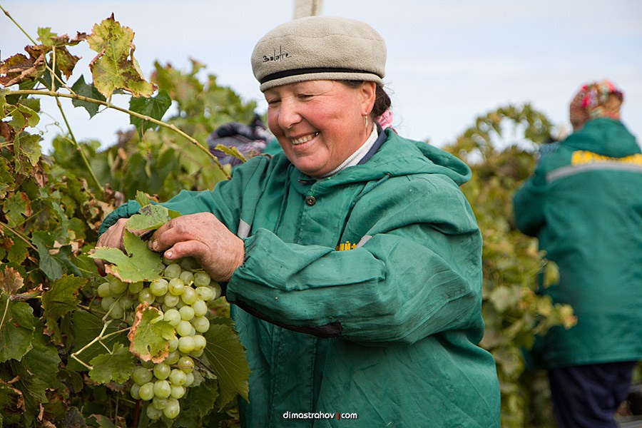 Винзавод Качинский +. Свадебный фотограф, фотосъемка в Крыму, Севастополе, Симферополе, Ялте