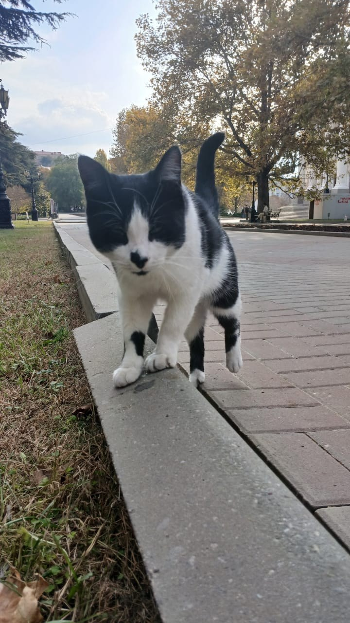 Севастопольские коты в объективе мобильного телефона. Фотограф Александр Лайкачев