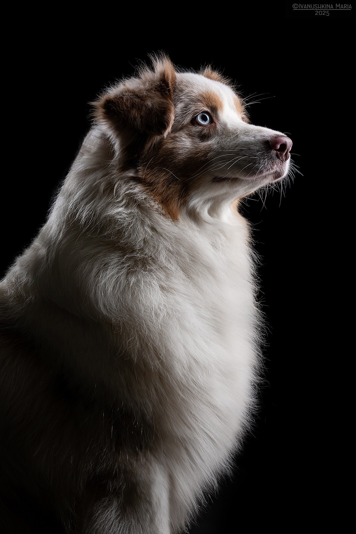 Фотосессия собаки в студии. Фотограф собак в Москве и Московской области Иванушкина Мария