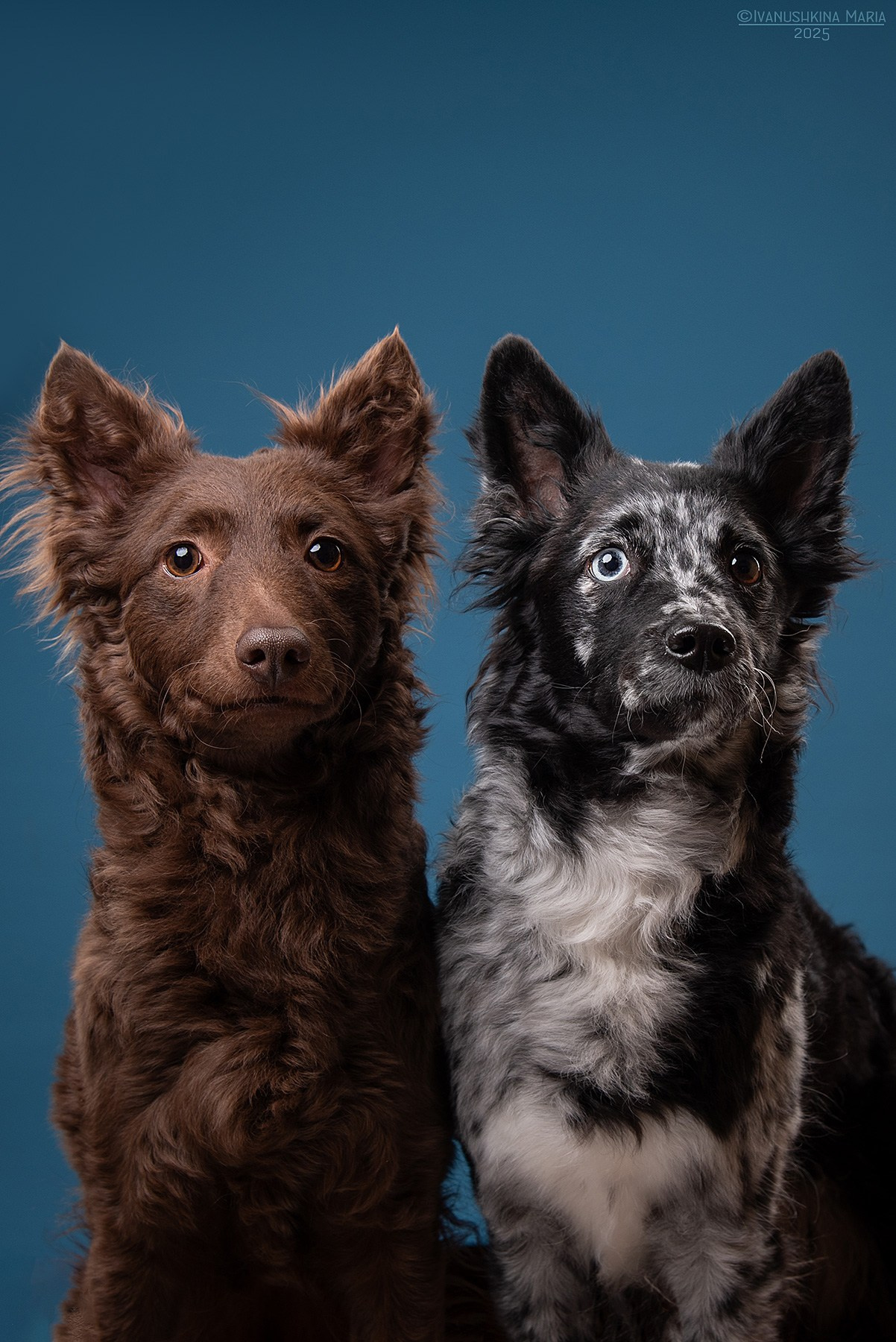 Фотосессия собаки в студии. Фотограф собак в Москве и Московской области Иванушкина Мария
