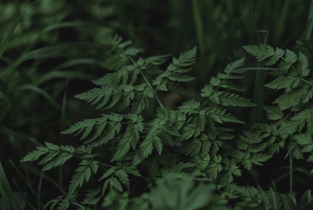 Дачные. Фотограф Алиса Аспер