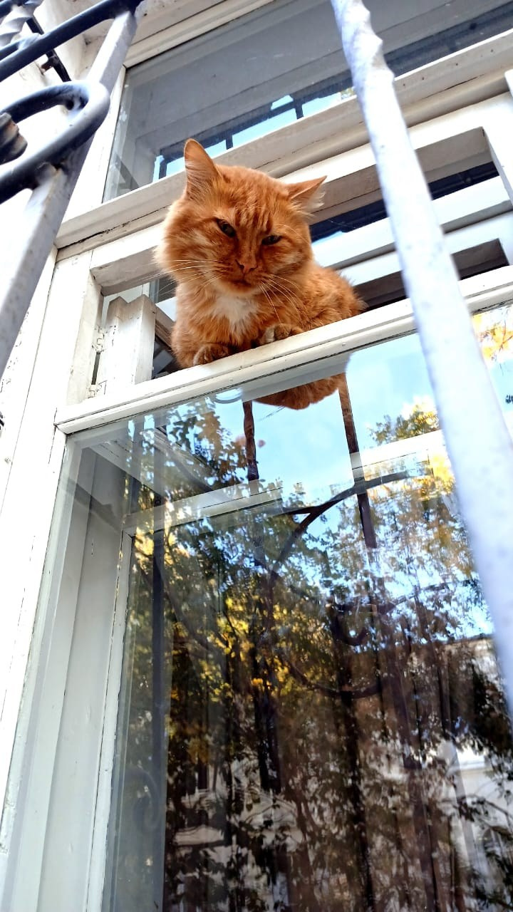 Севастопольские коты в объективе мобильного телефона. Фотограф Александр Лайкачев