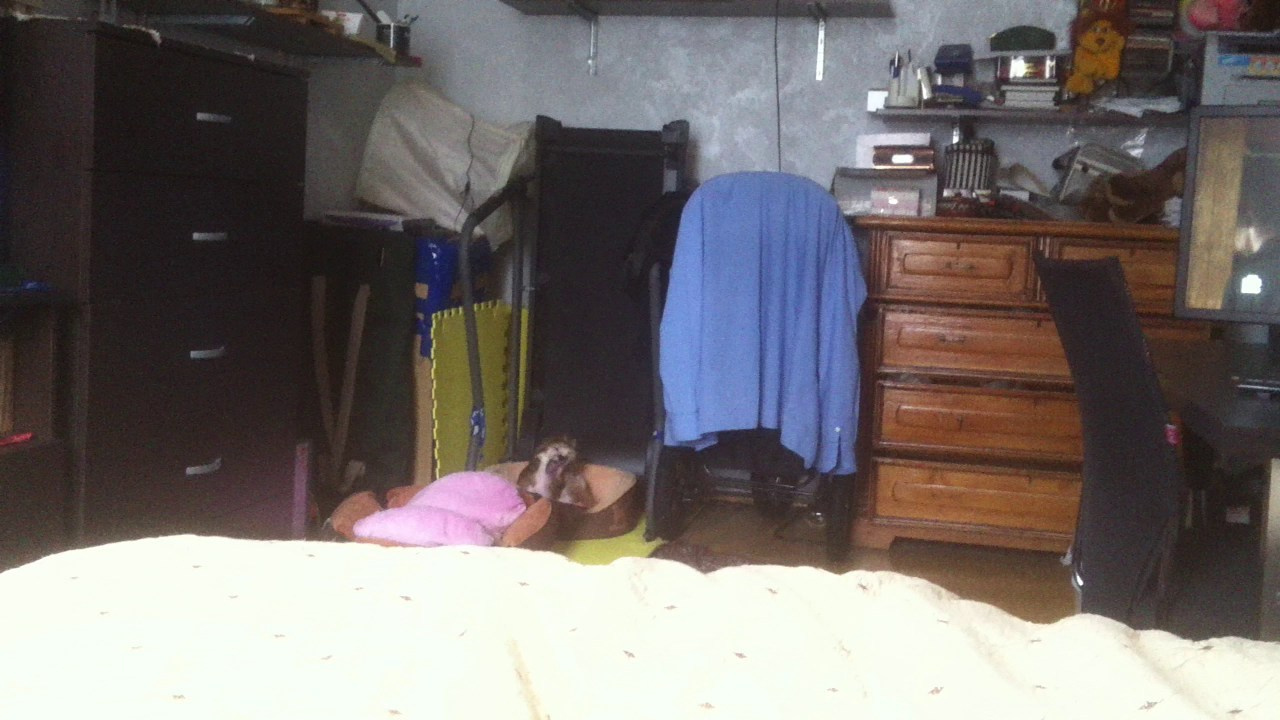 Lux, a new member of the family. Poale Ell Chinese Crested Dog Kennel: Buy a puppy from the kennel