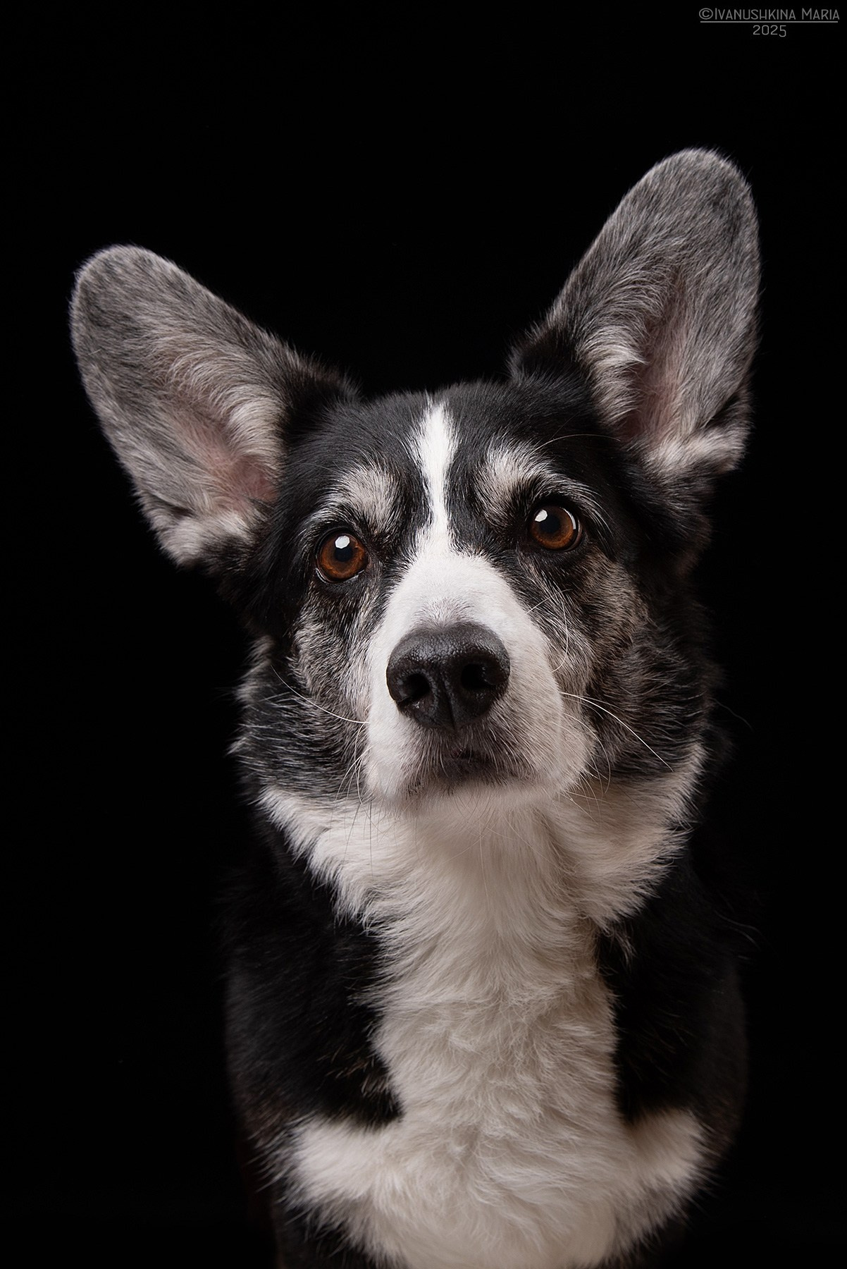 Фотосессия собаки в студии. Фотограф собак в Москве и Московской области Иванушкина Мария