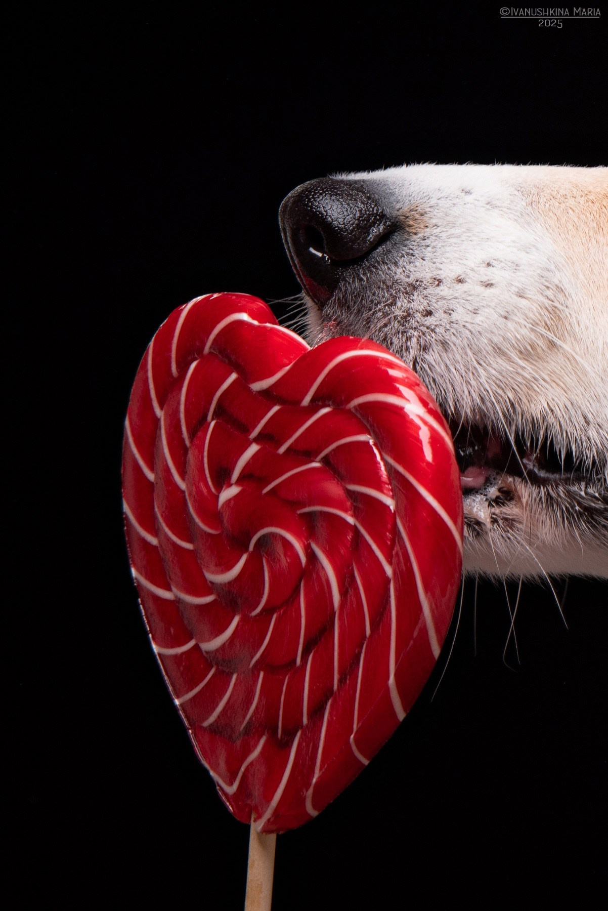 Фотосессия собаки в студии. Фотограф собак в Москве и Московской области Иванушкина Мария