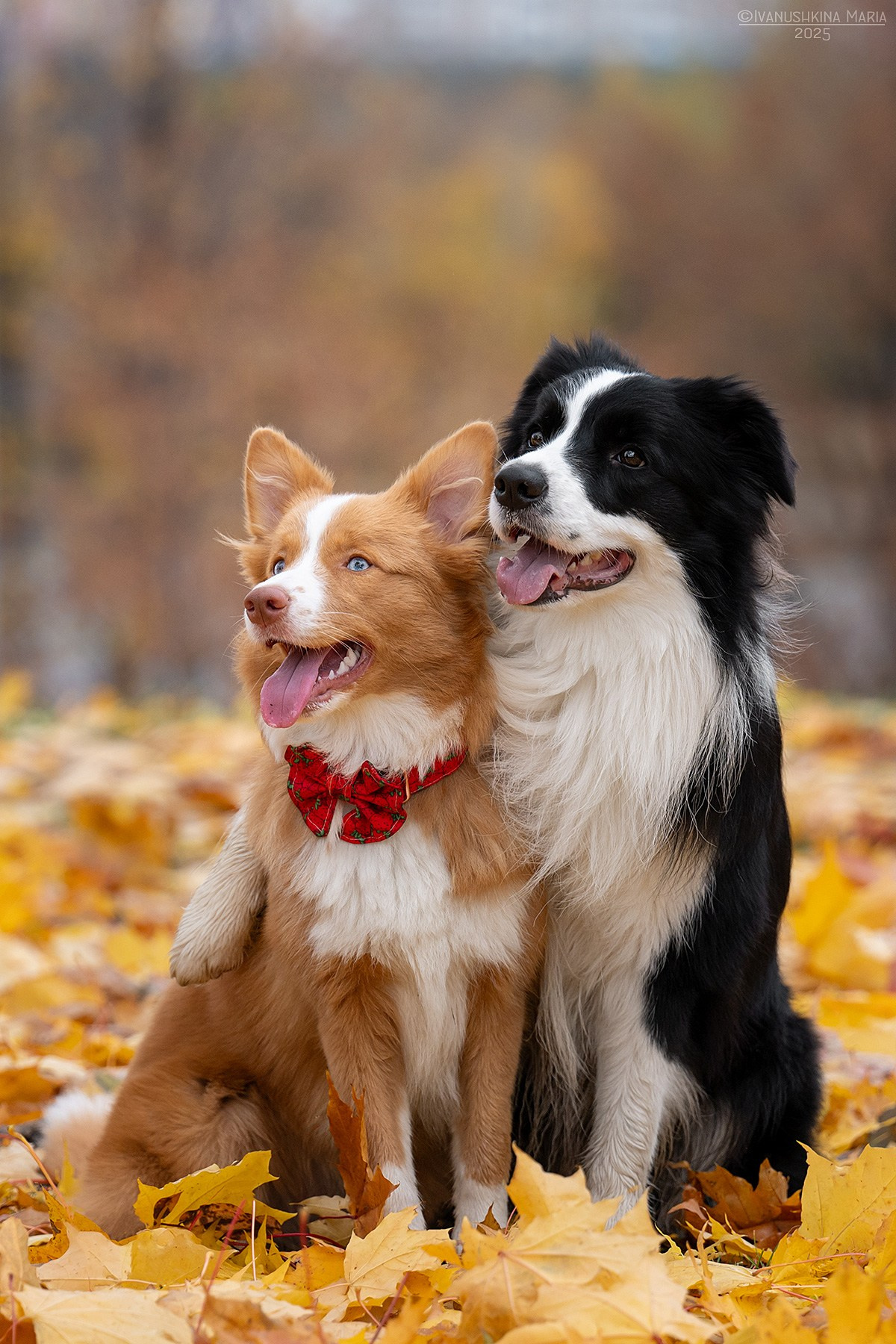Фотограф-анималист. Фотограф собак в Москве и Московской области Иванушкина Мария