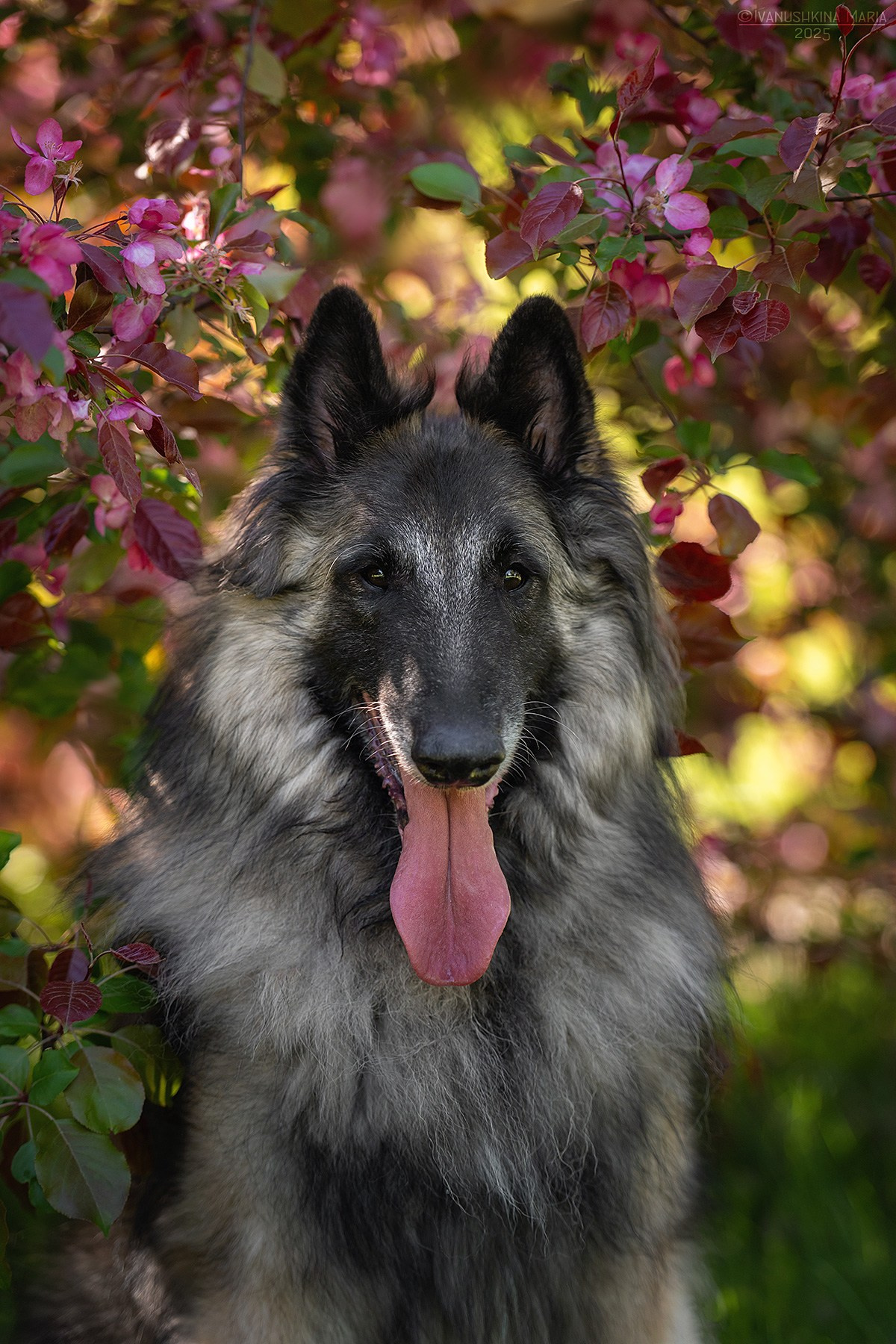 Фотограф-анималист. Фотограф собак в Москве и Московской области Иванушкина Мария