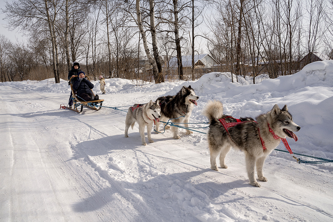 Деревня хаски. Контент-фотограф в Нижнем Новгороде Антошина Ольга