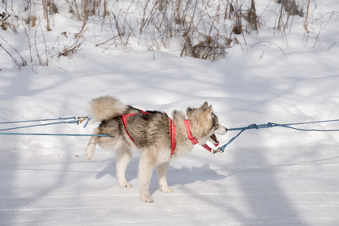 Деревня хаски. Контент-фотограф в Нижнем Новгороде Антошина Ольга