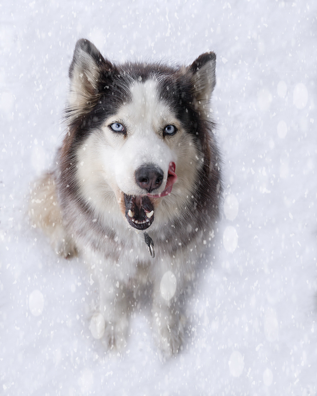 Деревня хаски. Контент-фотограф в Нижнем Новгороде Антошина Ольга