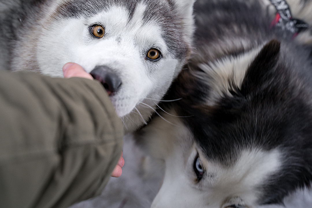 Деревня хаски. Контент-фотограф в Нижнем Новгороде Антошина Ольга