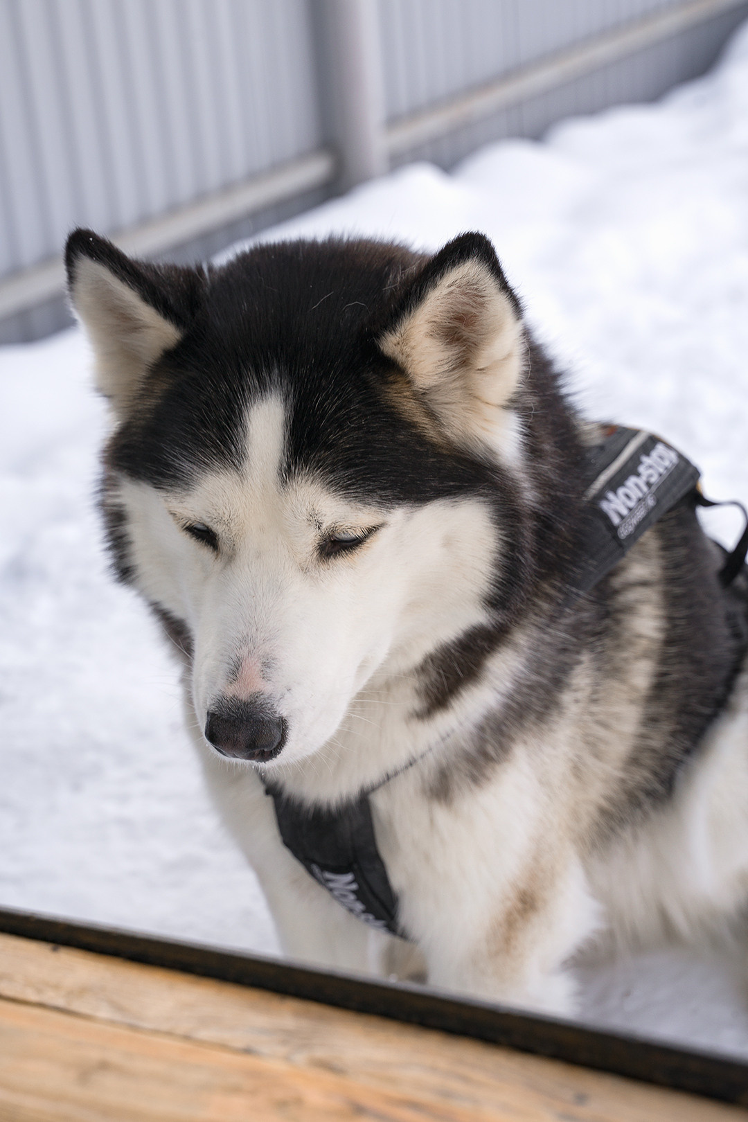 Деревня хаски. Контент-фотограф в Нижнем Новгороде Антошина Ольга