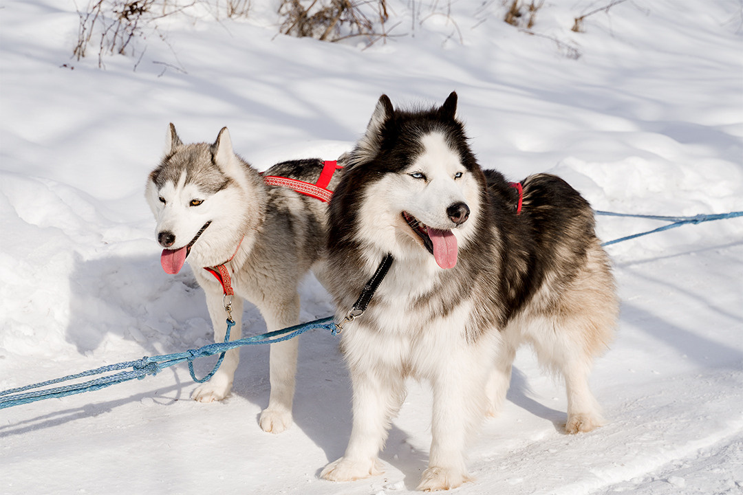 Деревня хаски. Контент-фотограф в Нижнем Новгороде Антошина Ольга