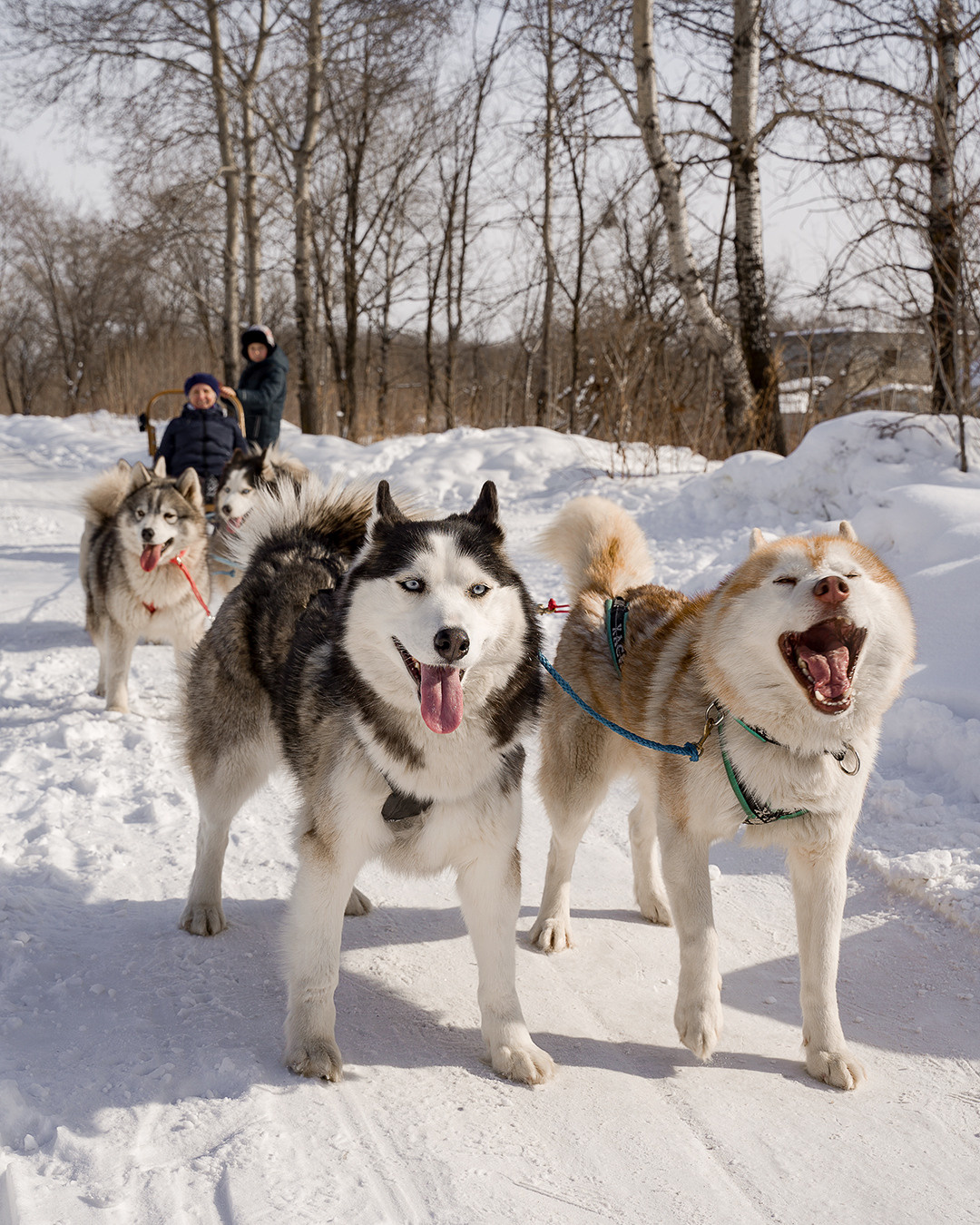 Деревня хаски. Контент-фотограф в Нижнем Новгороде Антошина Ольга