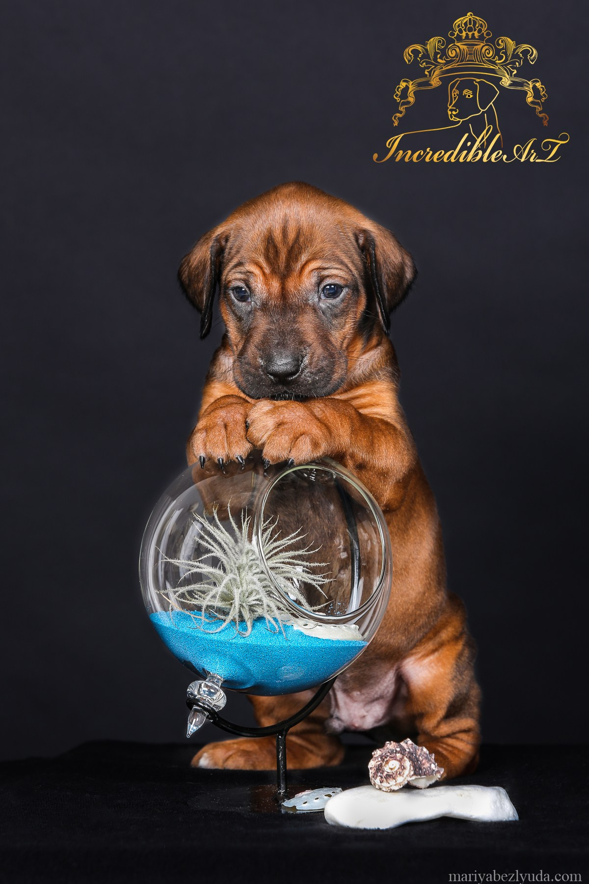 Щенки. Семейный и детский фотограф в Москве Мария Быкова