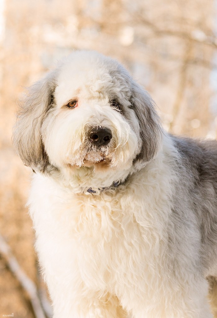 Life with dog. Saamill