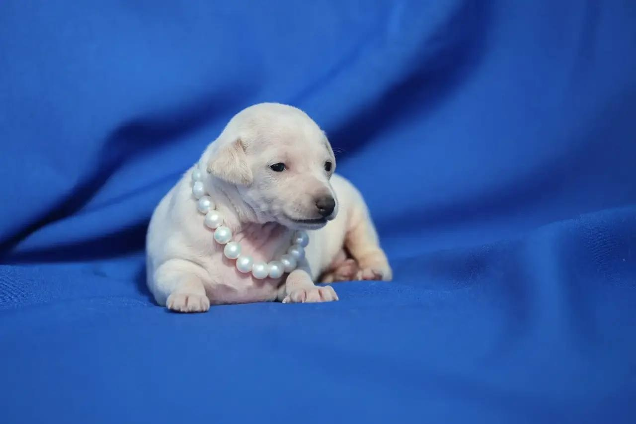 Белоснежные. Профессиональный питомник левреток РКФ/FCI ASTI SAPPHIRE 💎 Сочи|Санкт-Петербург