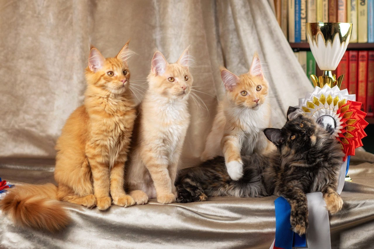 Отзывы. Фотограф-анималист Юлия Зубкова