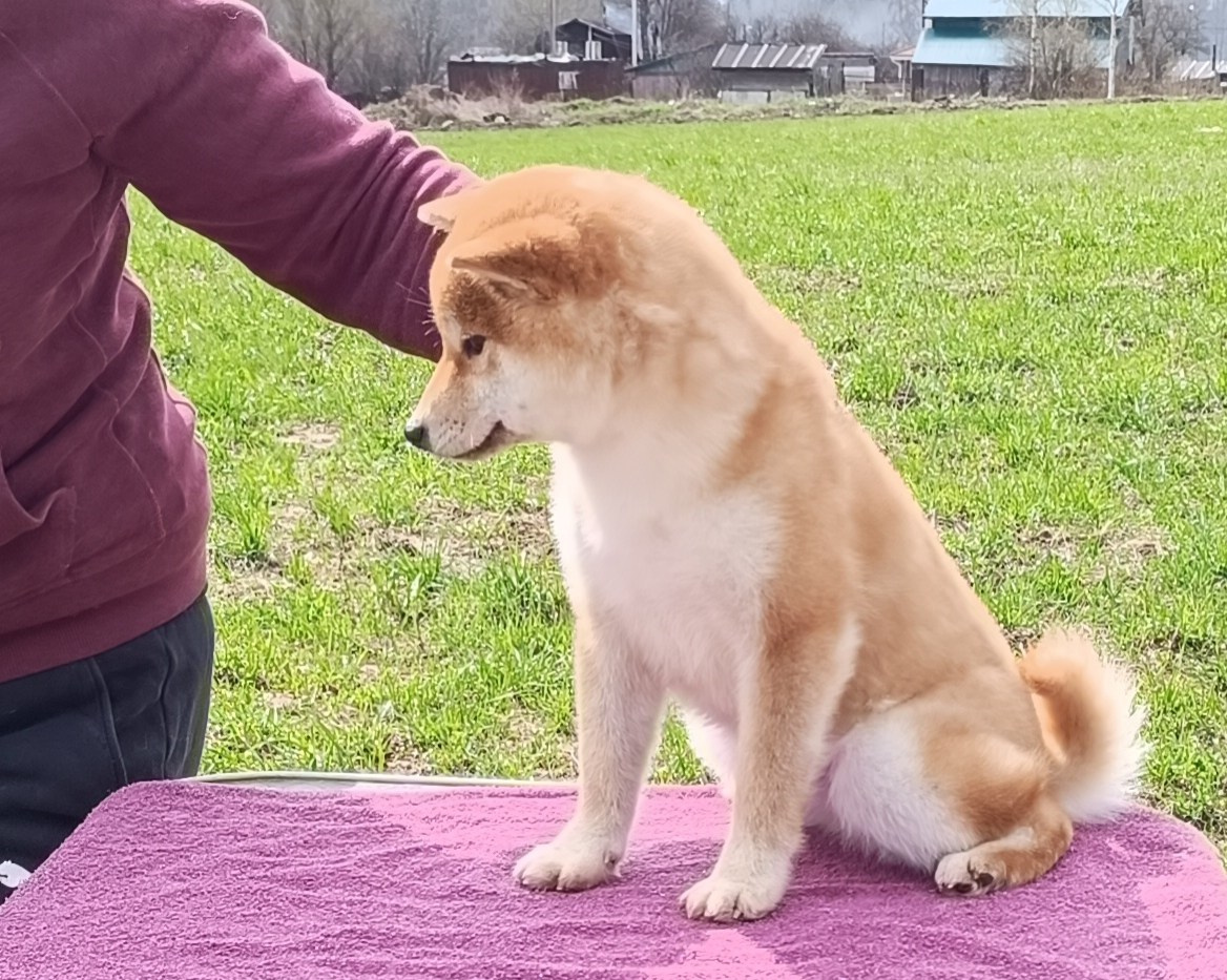 Rubylight Bella * Белла. Американская акита I Сиба ину I Питомник RUBYLIGHT