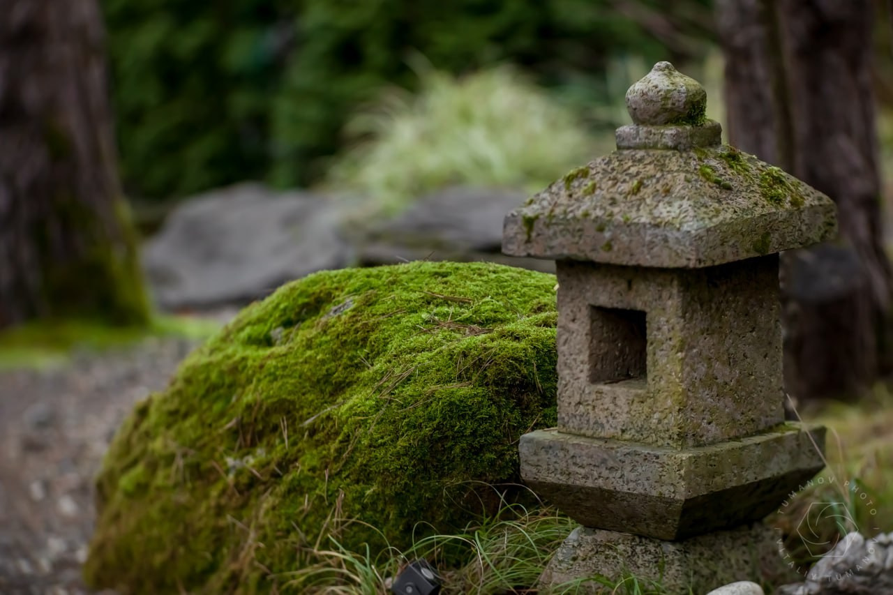Сад мхов. Виталий Туманов — Ландшафтный фотограф