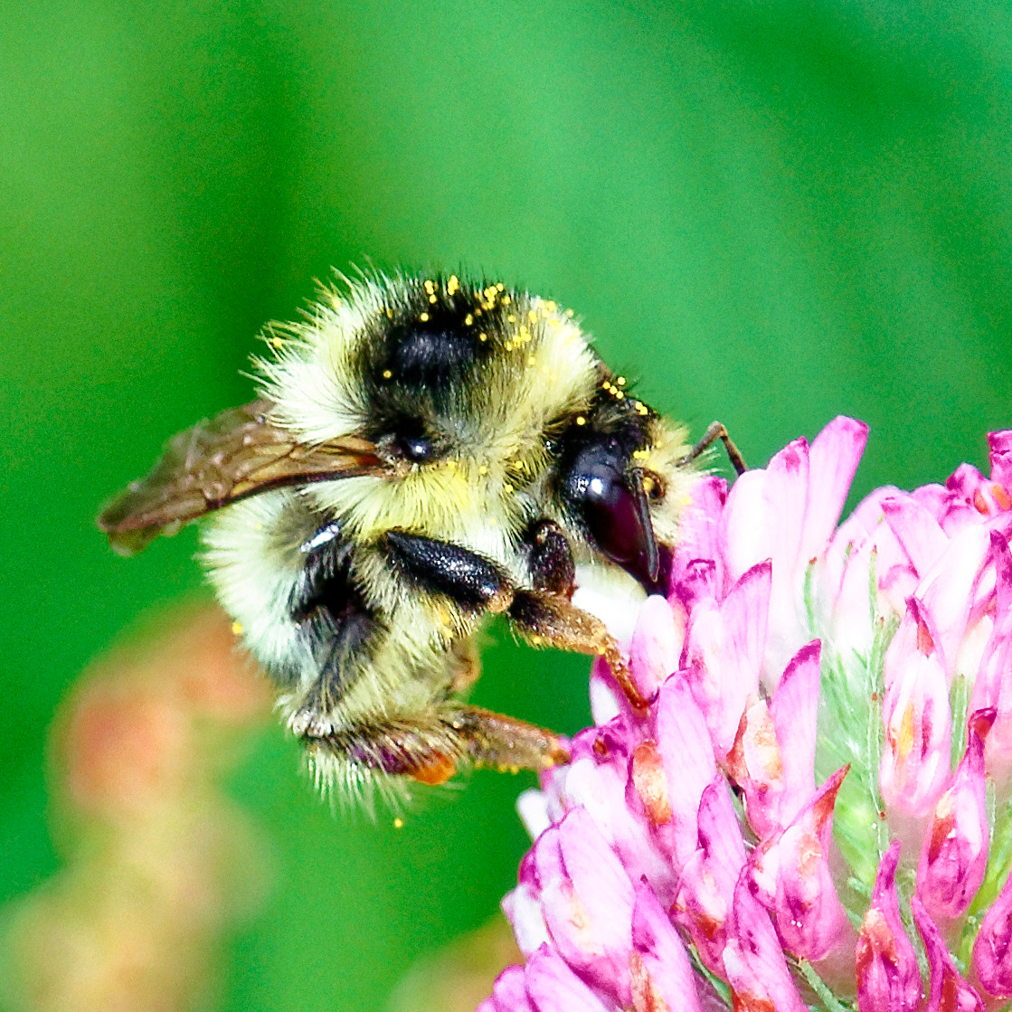 Насекомые МАКРО. Фотограф Владимир Роля