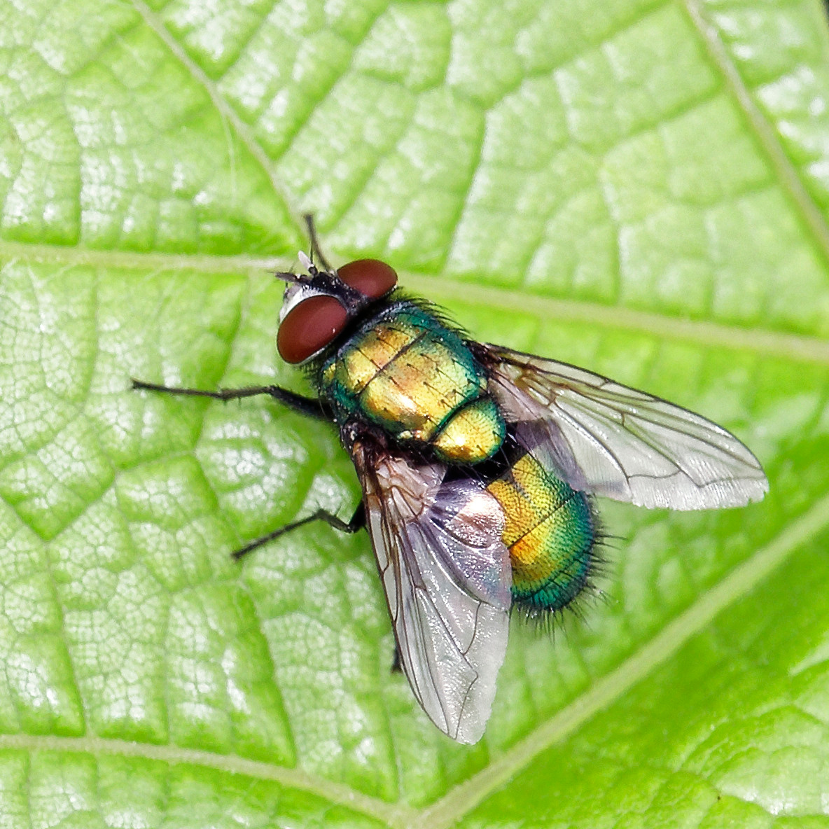 Насекомые МАКРО. Фотограф Владимир Роля