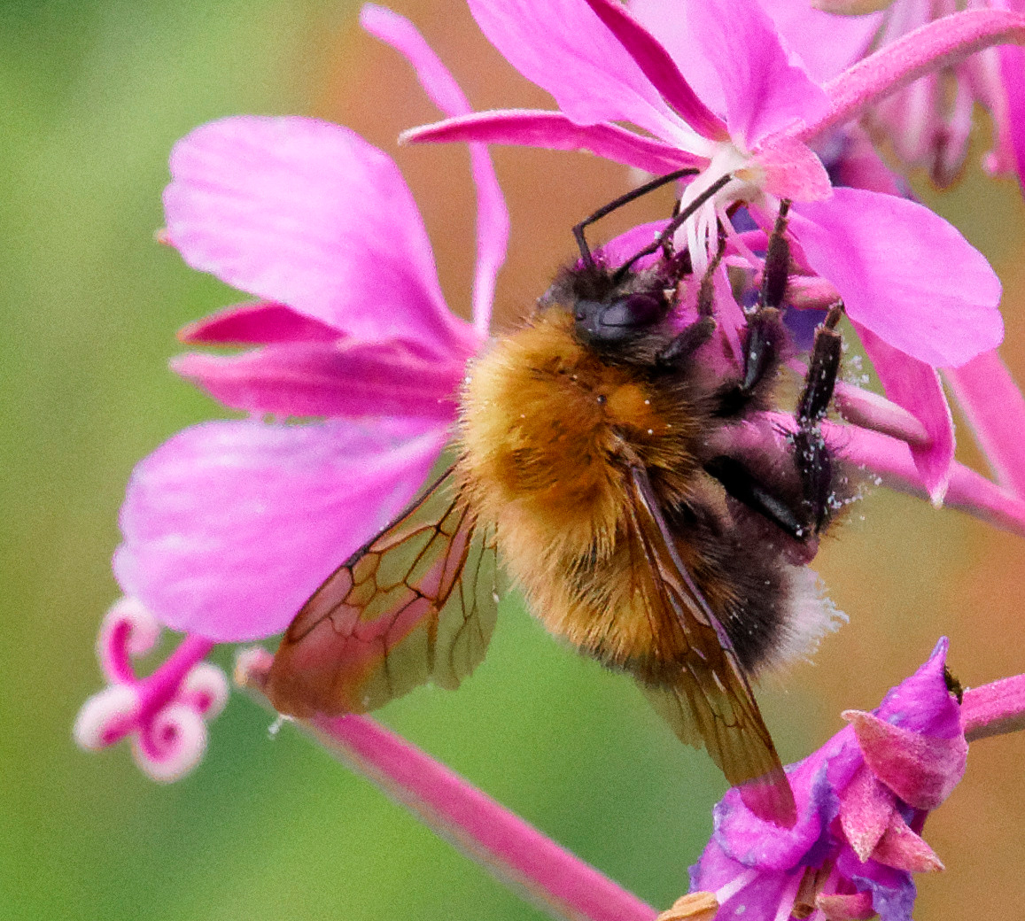 Насекомые МАКРО. Фотограф Владимир Роля