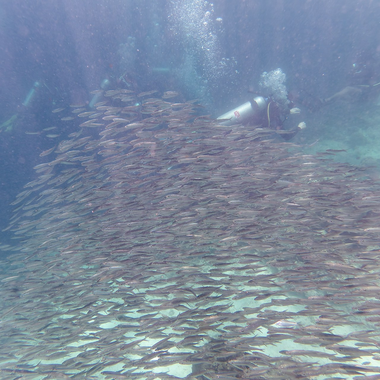 Мне посмотреть. Рыбов показываю