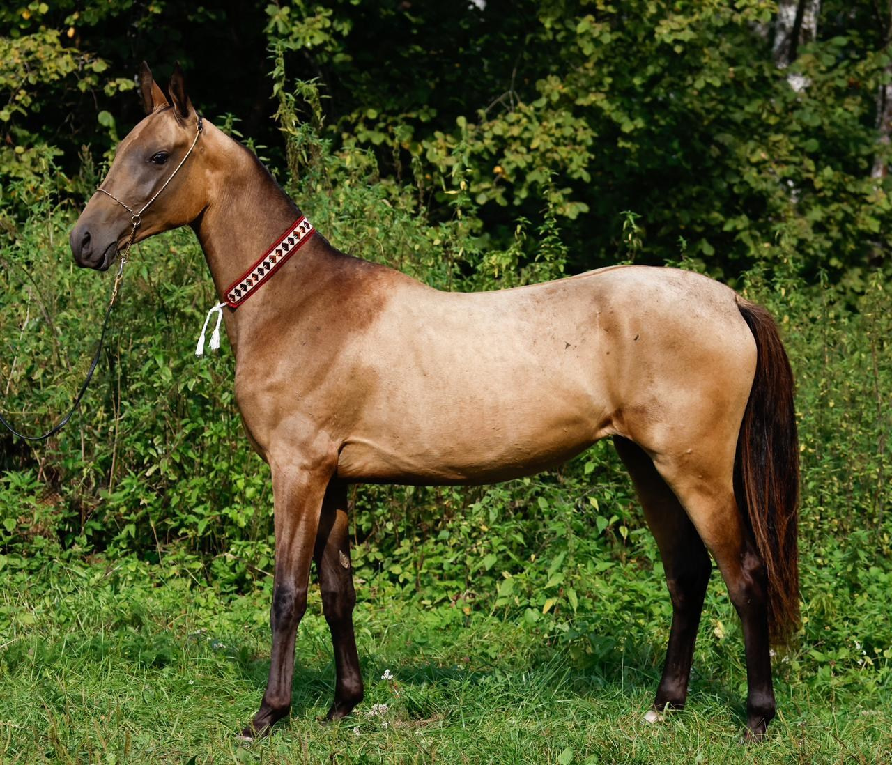 Бастет. Продажа ахалтекинских и полукровных лошадей