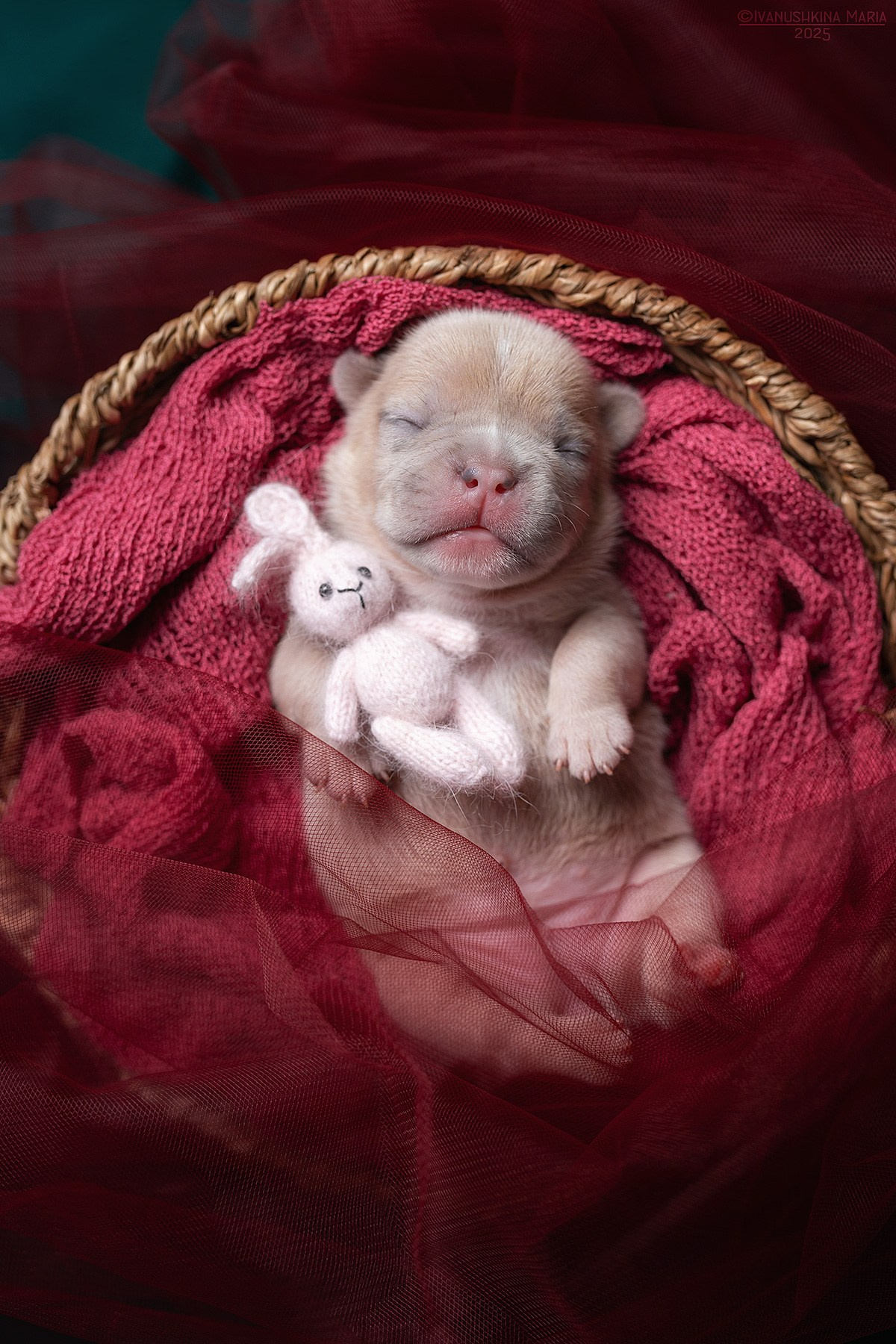 Ньюборн фотосессия щенков. Фотограф собак в Москве и Московской области Иванушкина Мария