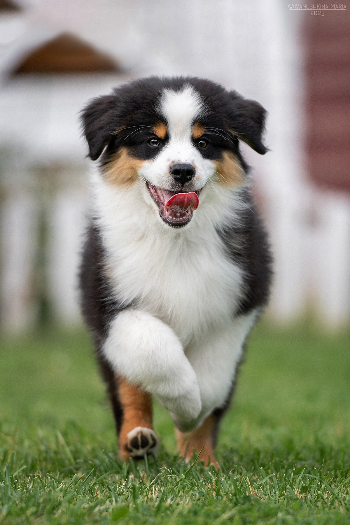 Фотосессия щенков на продажу. Фотограф собак в Москве и Московской области Иванушкина Мария
