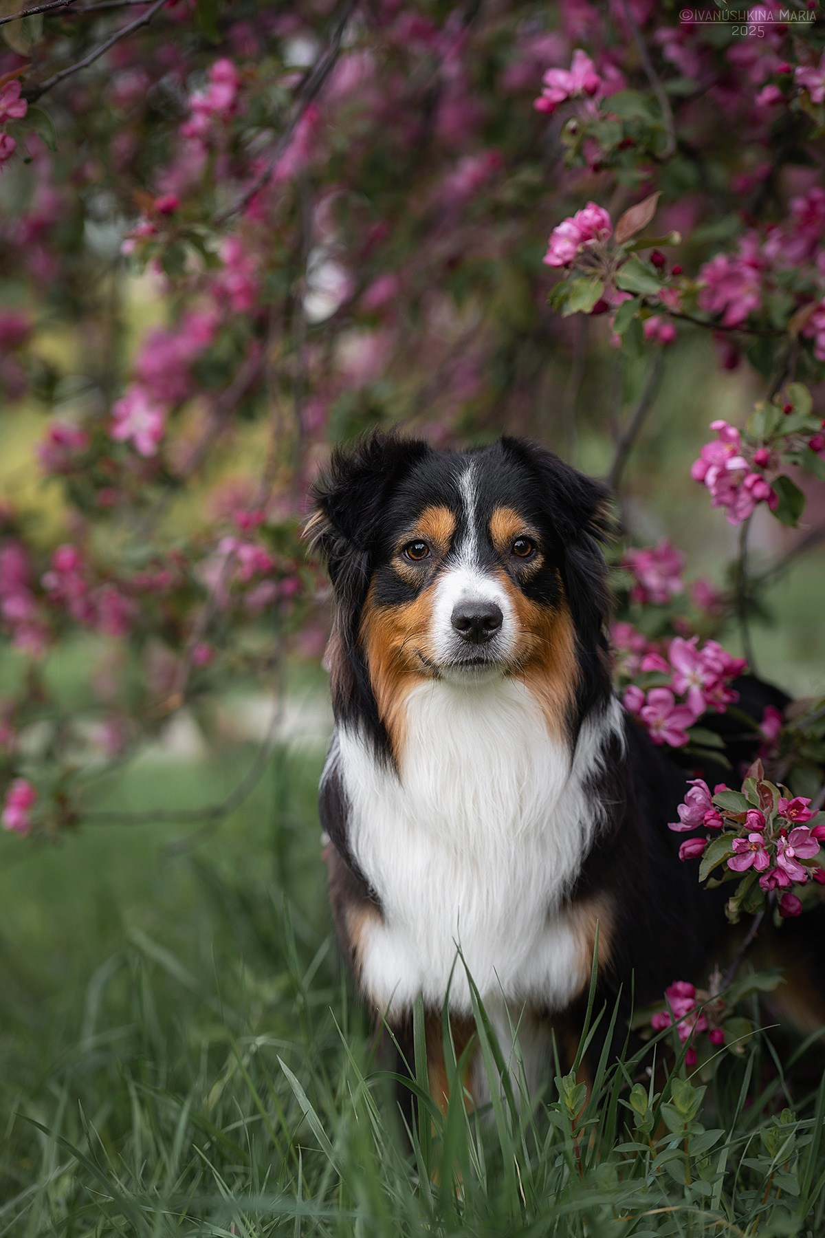 Фотограф-анималист. Фотограф собак в Москве и Московской области Иванушкина Мария