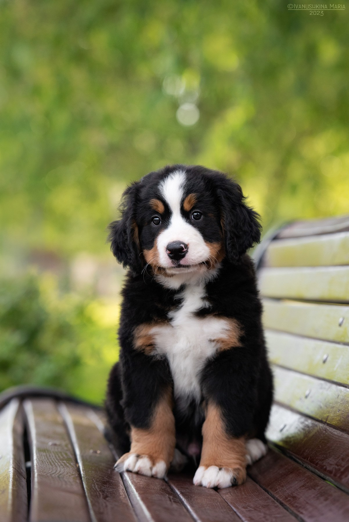 Фотосессия щенков на продажу. Фотограф собак в Москве и Московской области Иванушкина Мария