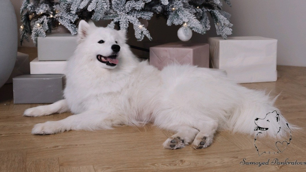 Помет «Р» 04.10.2023 д. р. Самоед Новосибирск