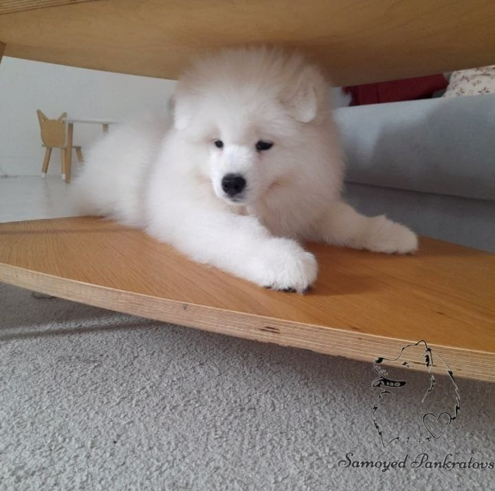 Фото-2. Самоед Новосибирск