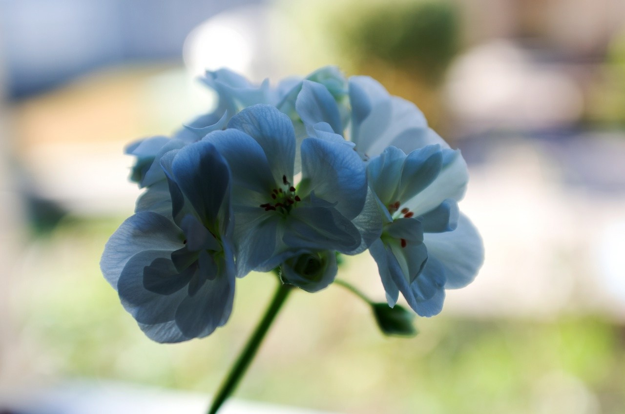 Дары Природы. Sreda fotoArt