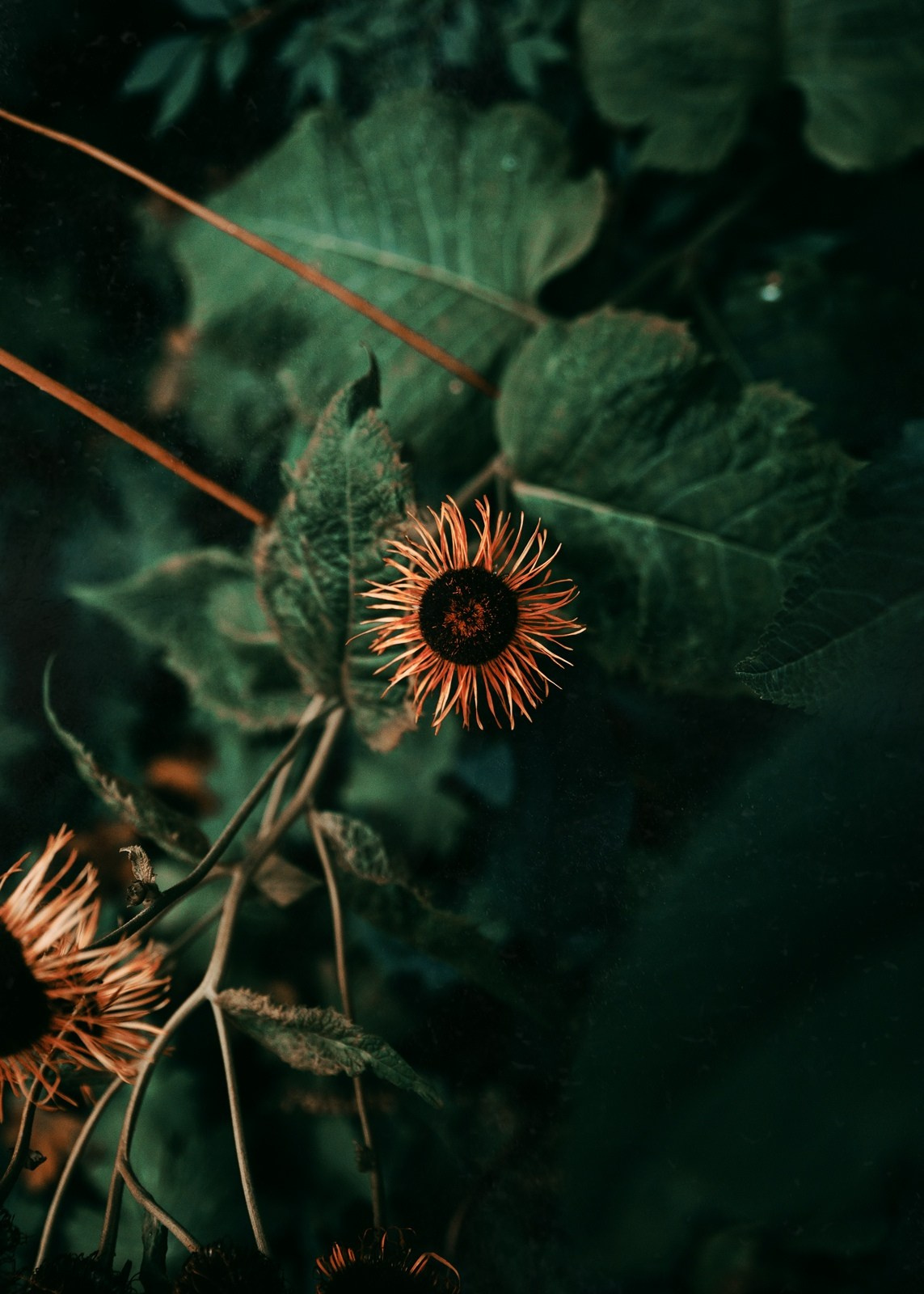 Красивые фотографии цветов фотограф