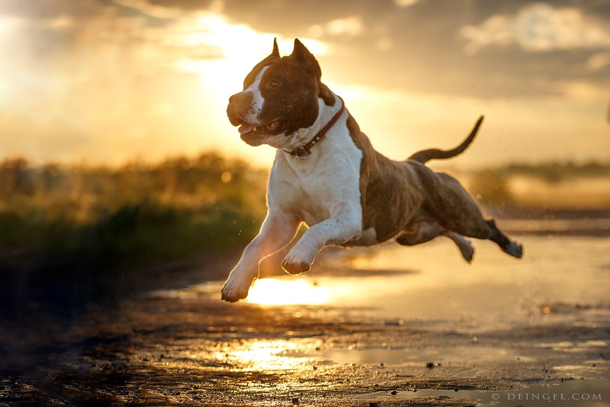 АСТ Федя, Пако и Ника. Фотограф-анималист Natalia Deingel | Фотосъемка собак в Москве