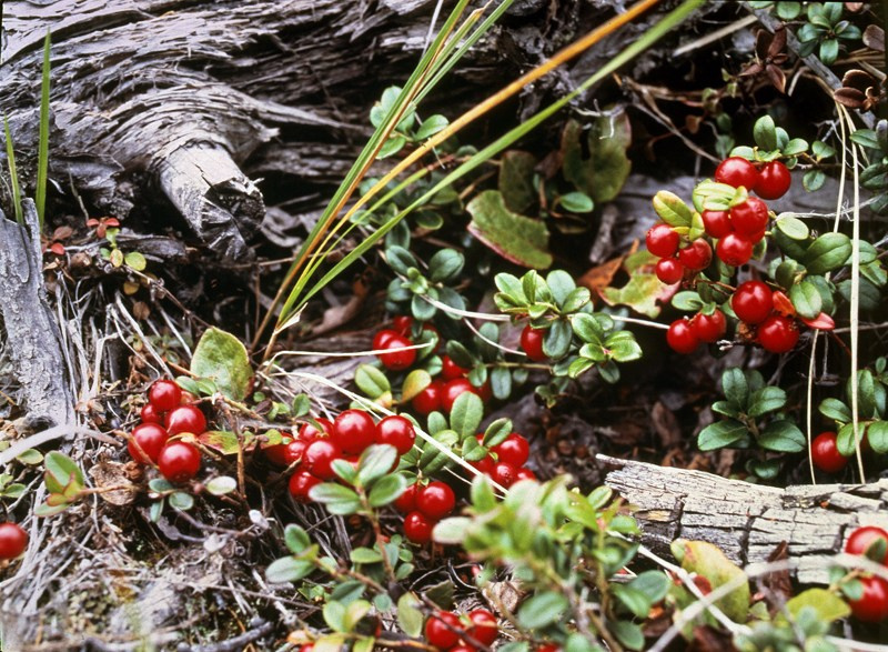 Русский север. ВАДИМ ГИППЕНРЕЙТЕР — ВЕЛИКИЙ ФОТОГРАФ ЗЕМЛИ РУССКОЙ