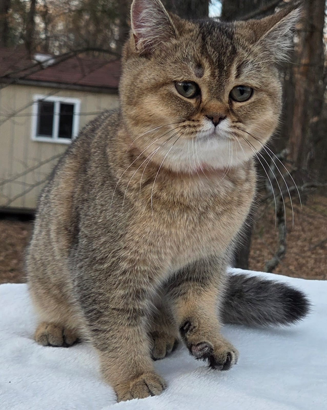 Kira, DB-08.25.25, female, $1200. British shorhair Cats