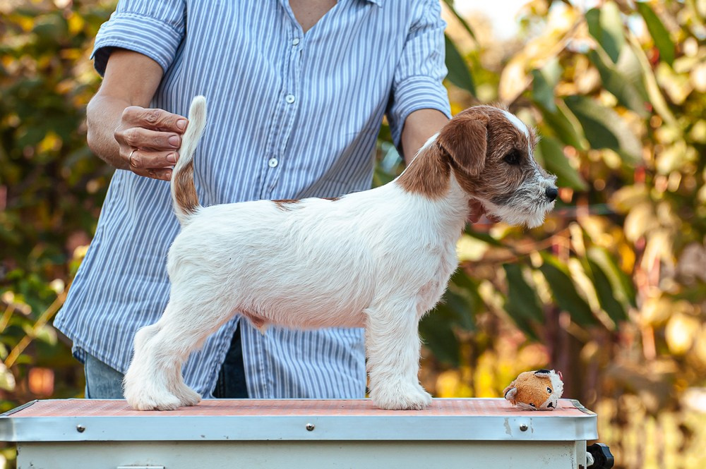 CANE MAESTRO SQUIRE. CANE MAESTRO — kennel Jack Russell Terrier