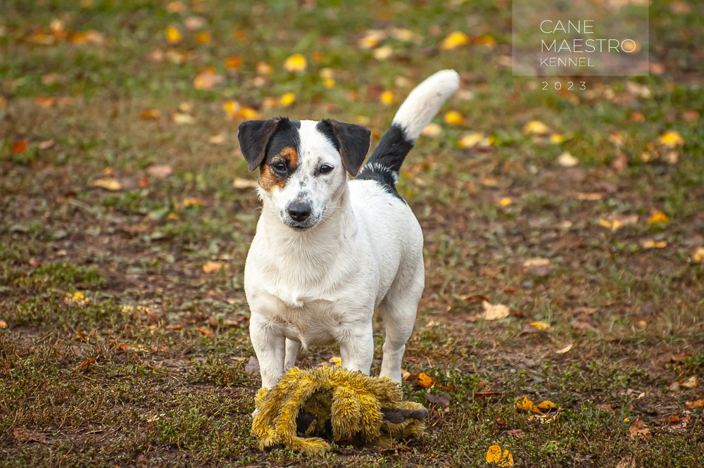Гладкошерстная. Триколор. Джек рассел терьер. КАНЕ МАЭСТРО ОЛИВА. КАНЕ МАЭСТРО — питомник Джек рассел терьеров