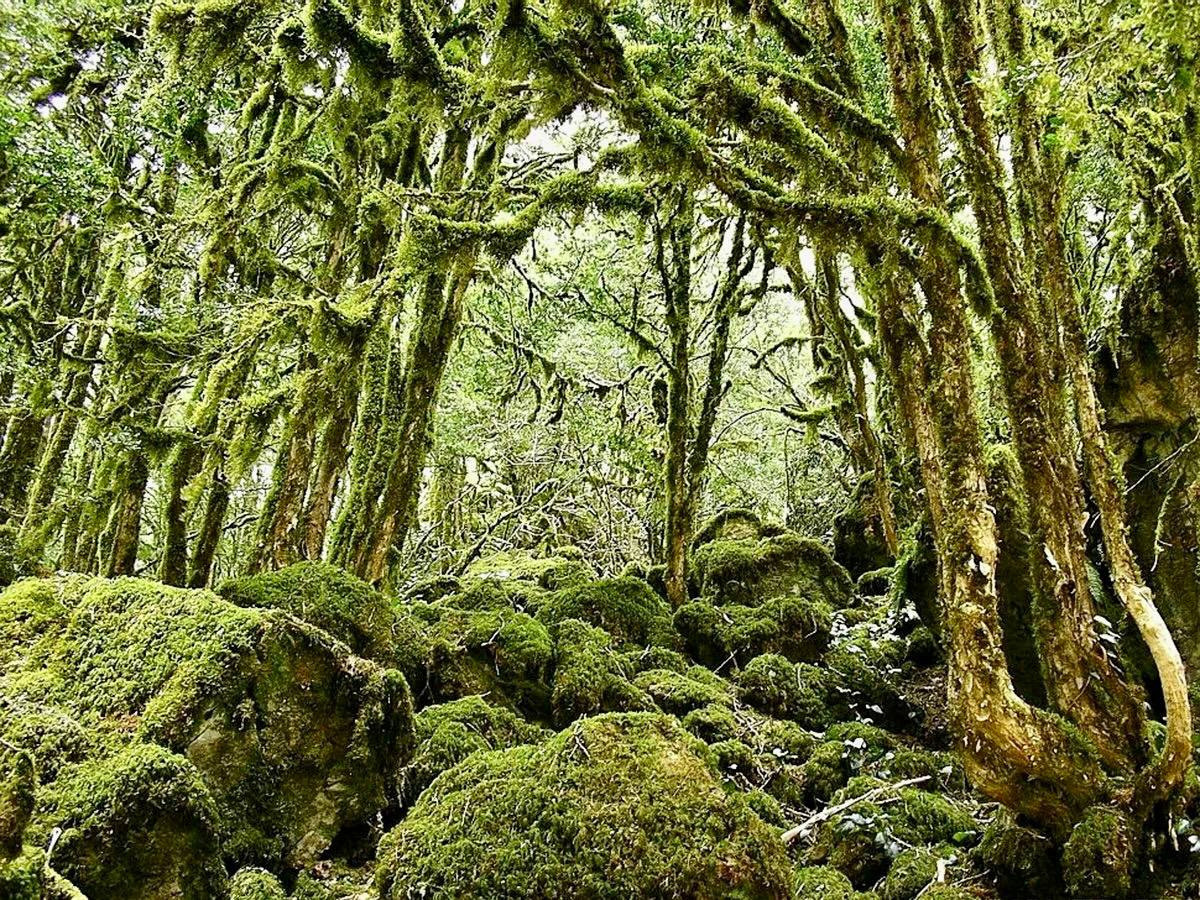 Абхазия. Мимоза. Ольга Котова