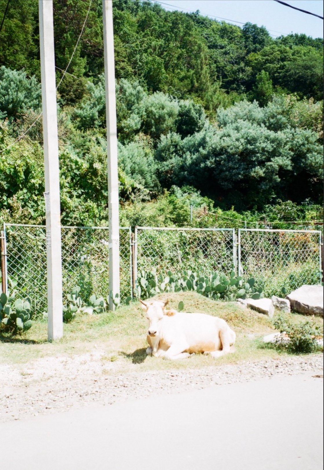 Abhazia. Carolinetru