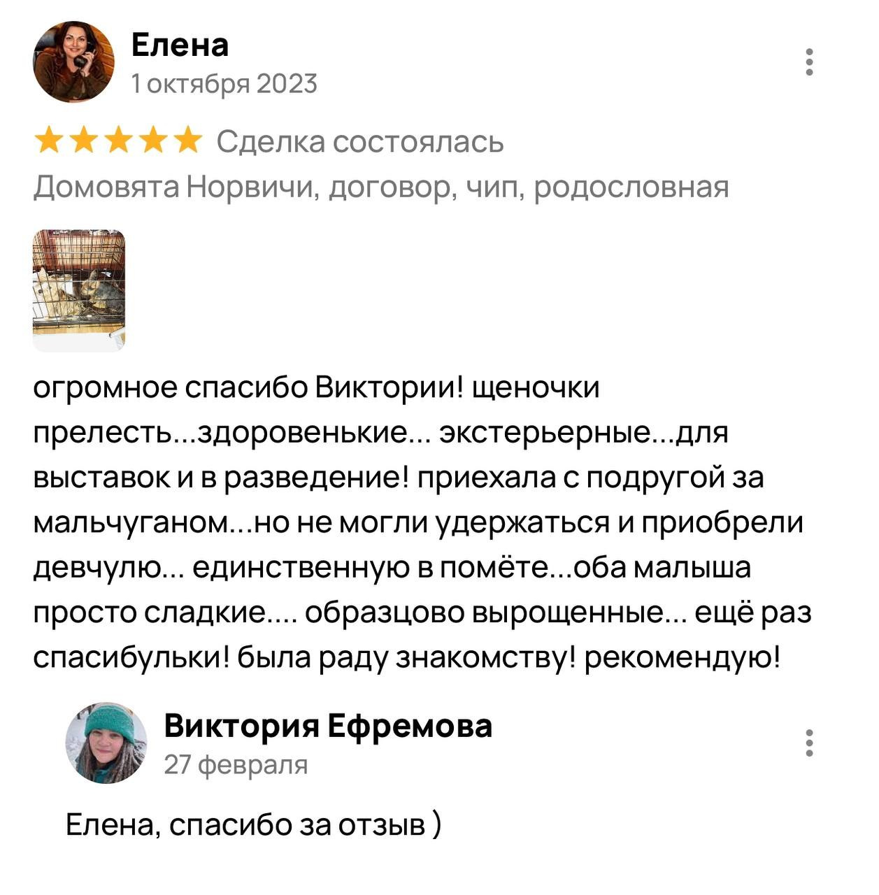 Фритсвит. Семейный фотограф Ефремова Виктория