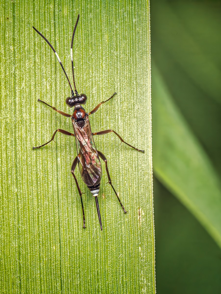 Ихневмоноидная оса