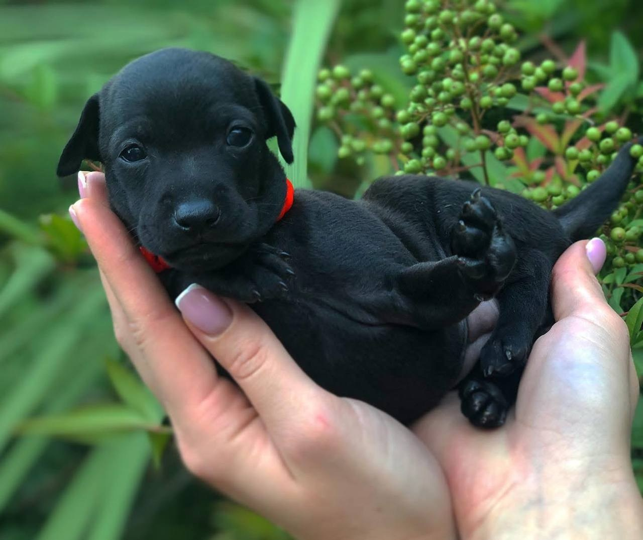 Asti Sapphire Olympia. Профессиональный питомник левреток РКФ/FCI ASTI SAPPHIRE 💎 Сочи|Санкт-Петербург