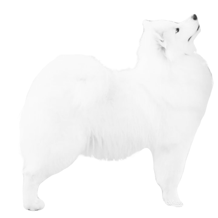 Родители / Щенки. Самоед Новосибирск